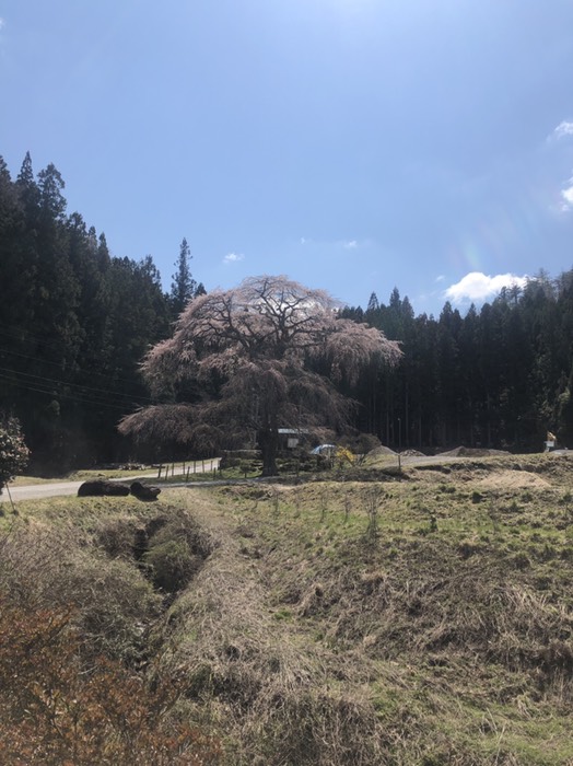 大作おおさくの枝垂れ桜　3分咲き