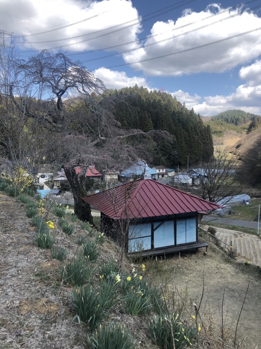 名花地蔵のしだれザクラ