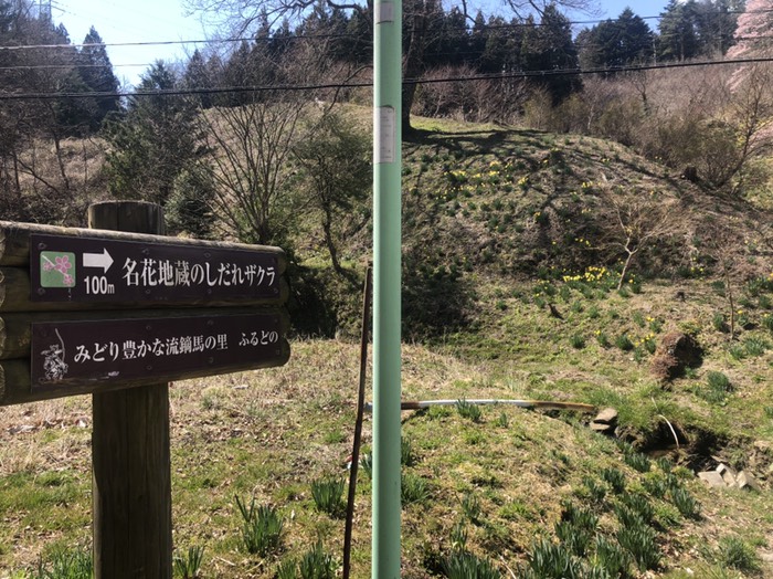 名花地蔵のしだれザクラ、2分咲き