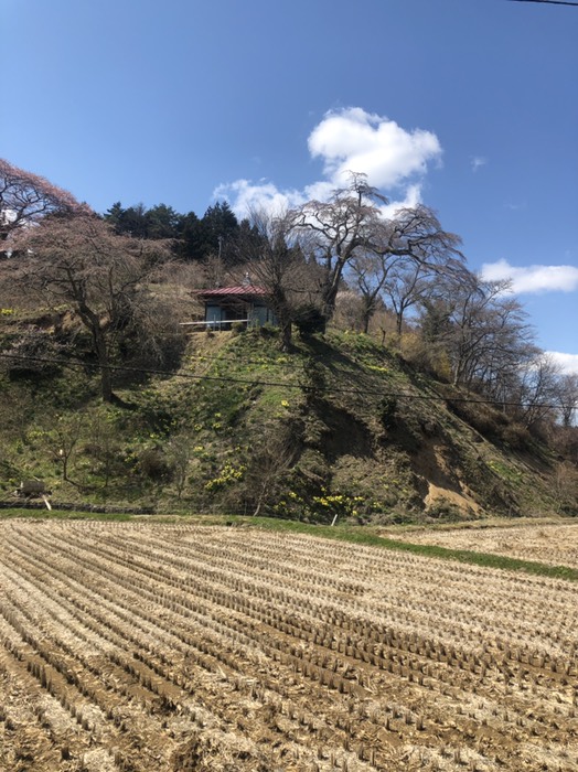 名花なばな地蔵の枝垂れ桜