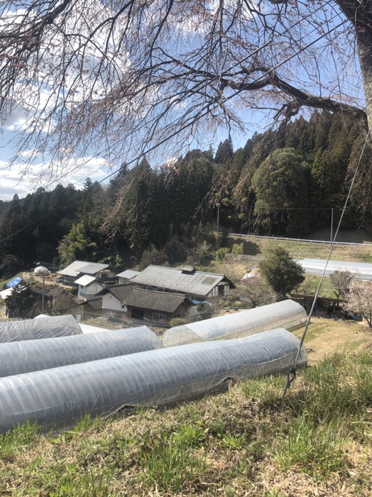 長八内おさがうち集落の桜