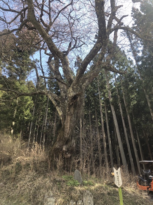 長八内の桜三分咲