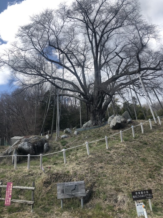 越代こしだいの桜　蕾