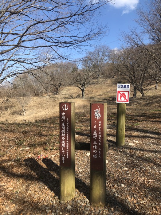 三株みかぶの桜、蕾