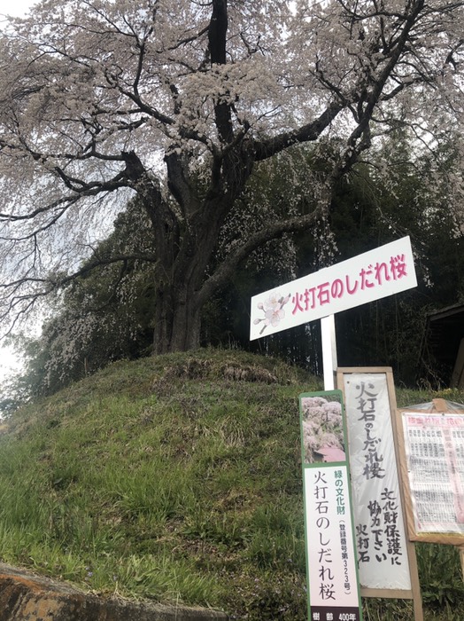 火打石の枝垂れ桜