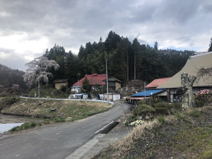 火打石の枝垂れ桜　満開