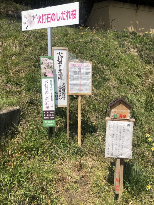 火打石の枝垂れ桜