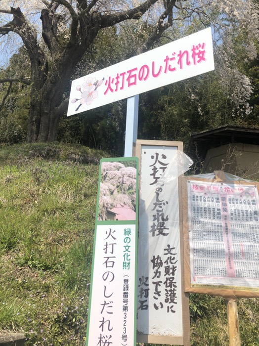 火打石の枝垂れ桜