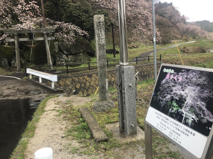 新殿神社の岩さくら