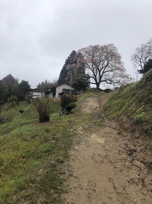 小田彦太郎の桜