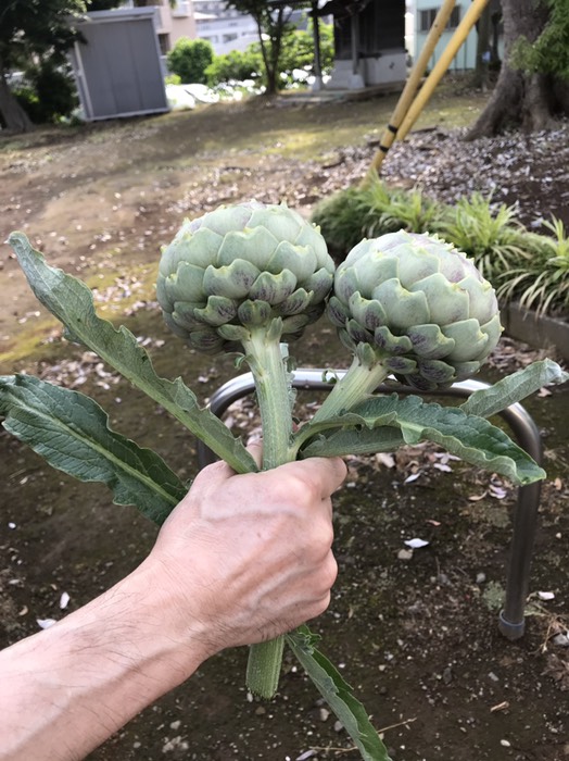 さっきの謎植物は…