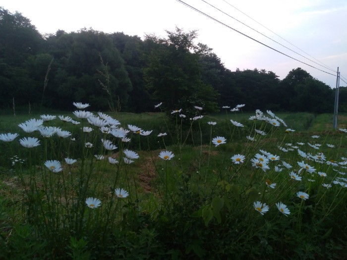 マリーゴールド