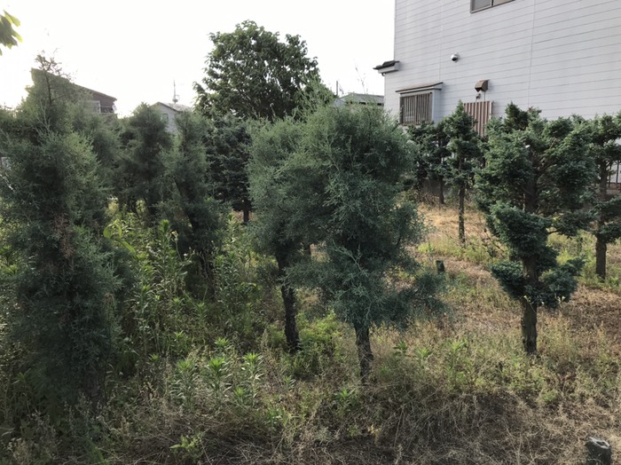 この木なんの木