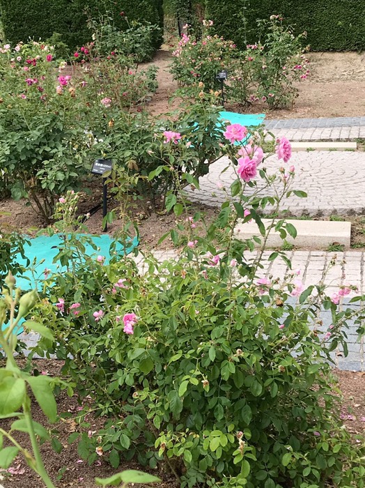 園内のバラ