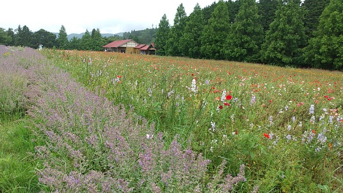 ハーブガーデン