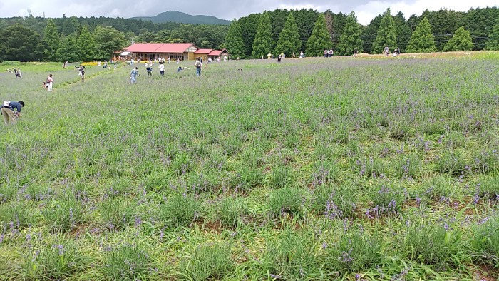 ハーブガーデン