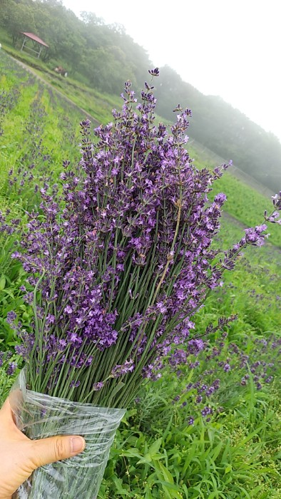 ラベンダー摘み取り