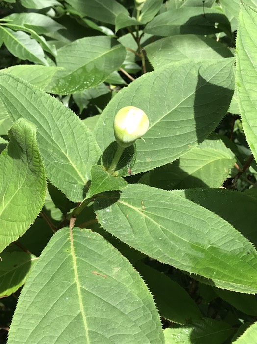 紫陽花のつぼみ