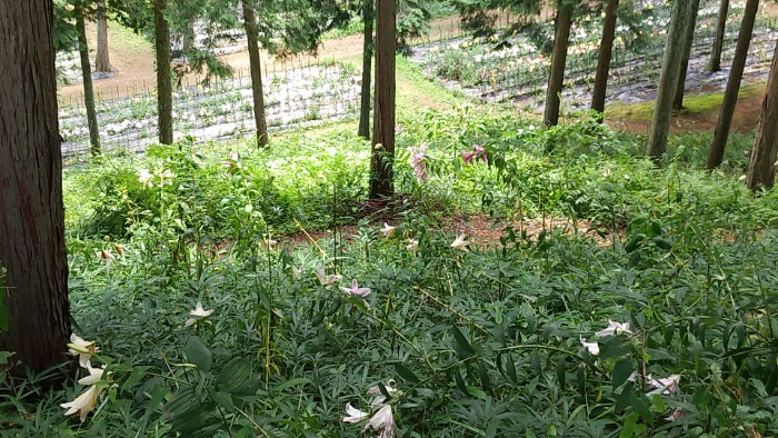 谷汲ゆり園  山の道