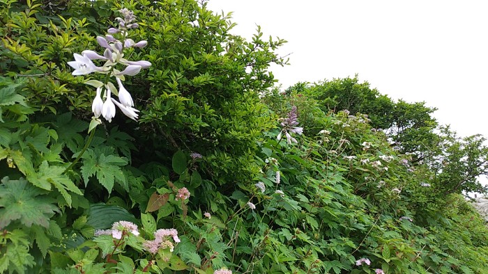 オオバギボウシ