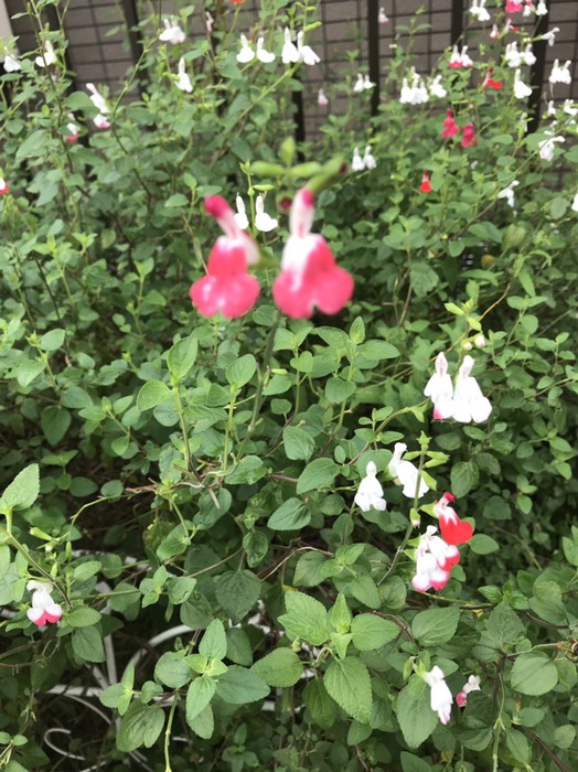 チェリーセージ