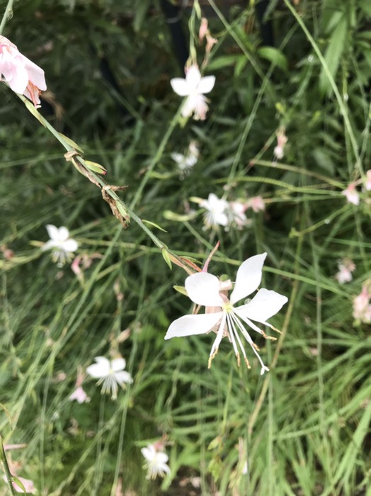 ガウラ(別名ハクチョウソウ)