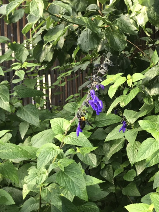 ガラニィティカセージ