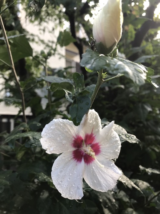 アメリカフヨウ