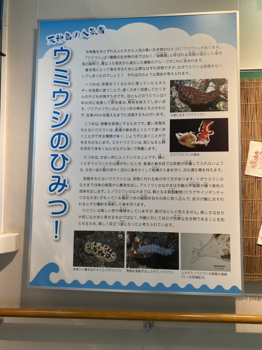 ウミウシの秘密