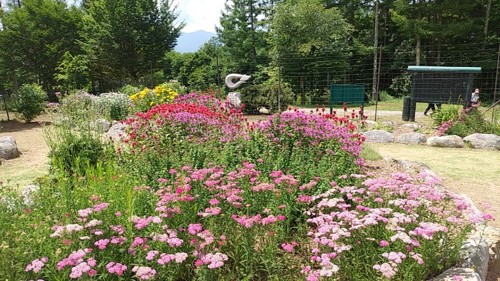 ロックガーデン