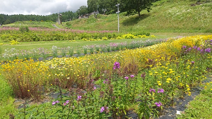 ボーダーガーデン