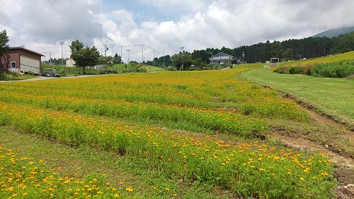 マリーゴールド