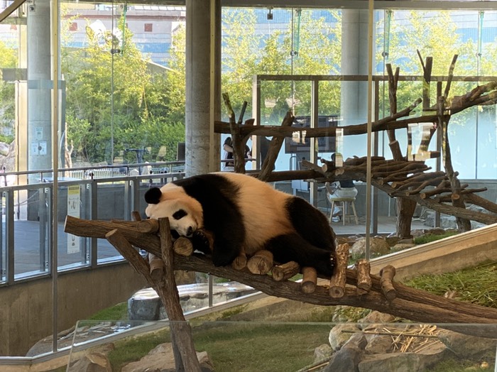 ジャイアントパンダ