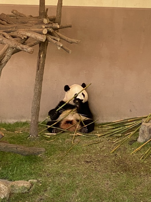 ジャイアントパンダ