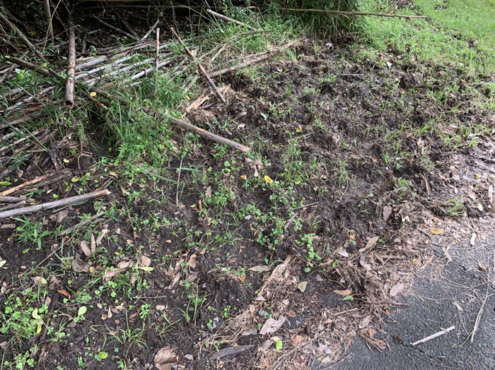 イノシシの掘り返し