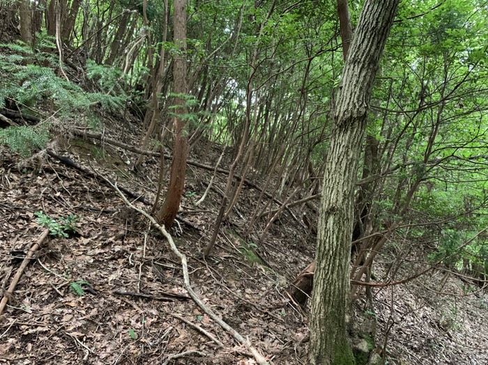 柵上限候補　下