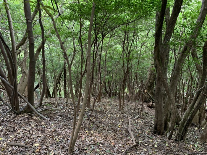 柵上限候補　下