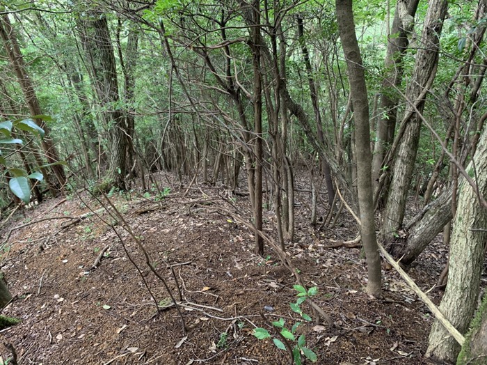 柵上限候補　下　東側尾根