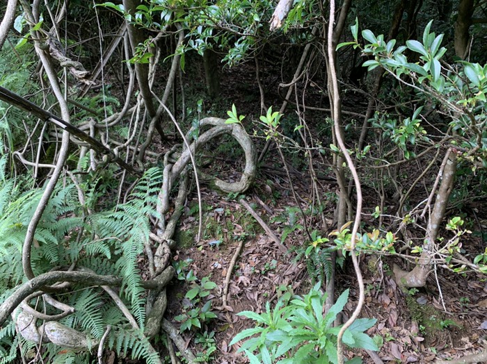 柵開始東側候補