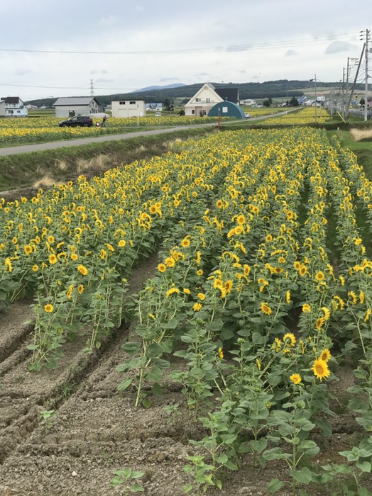 ひまわり畑