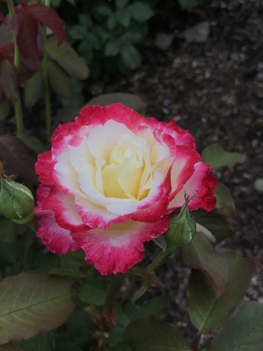 ダブルデライト