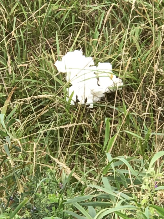 サロベツ原野で野糞