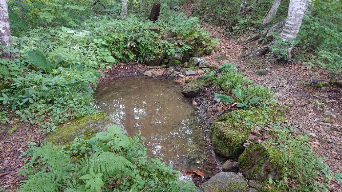 月山のブナの泉