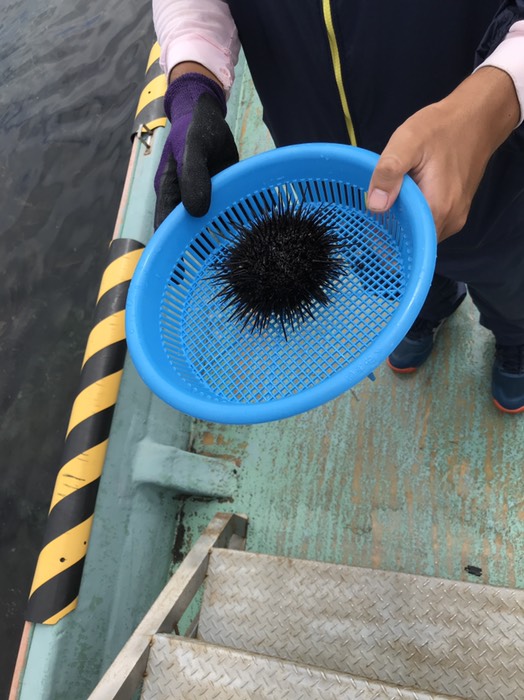 ウニとり体験で取ったウニ