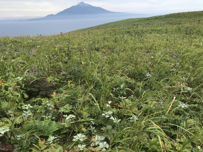 桃岩展望台から高山植物と利尻富士