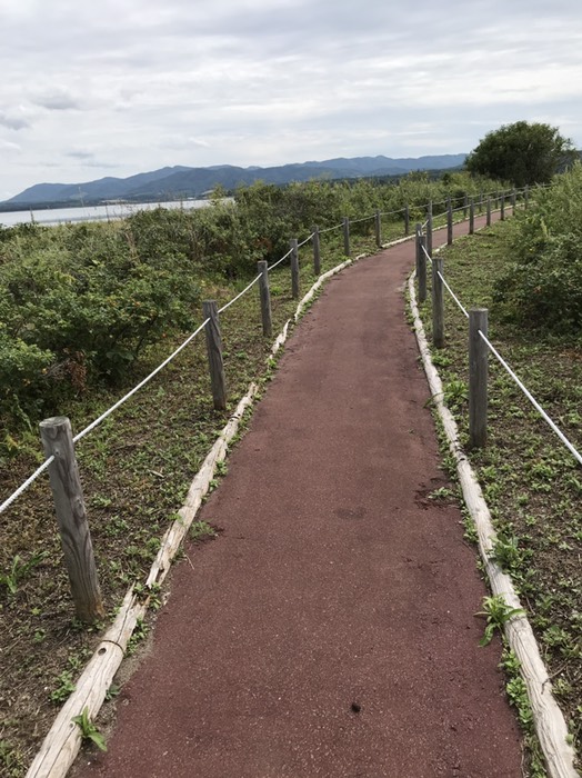 キムアネップ岬　遊歩道と原生花園