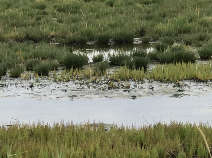 キムアネップ　さんご草