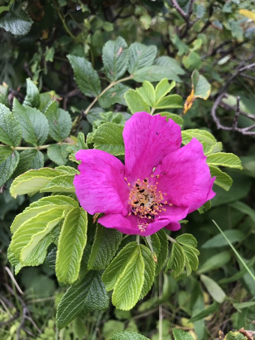 ワッカ　龍宮街道に咲くハマナス