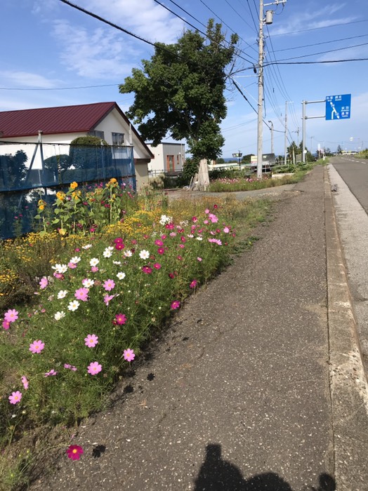 道路沿いにコスモス