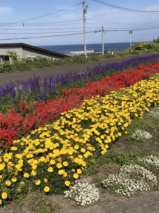 道路沿いにラベンダー